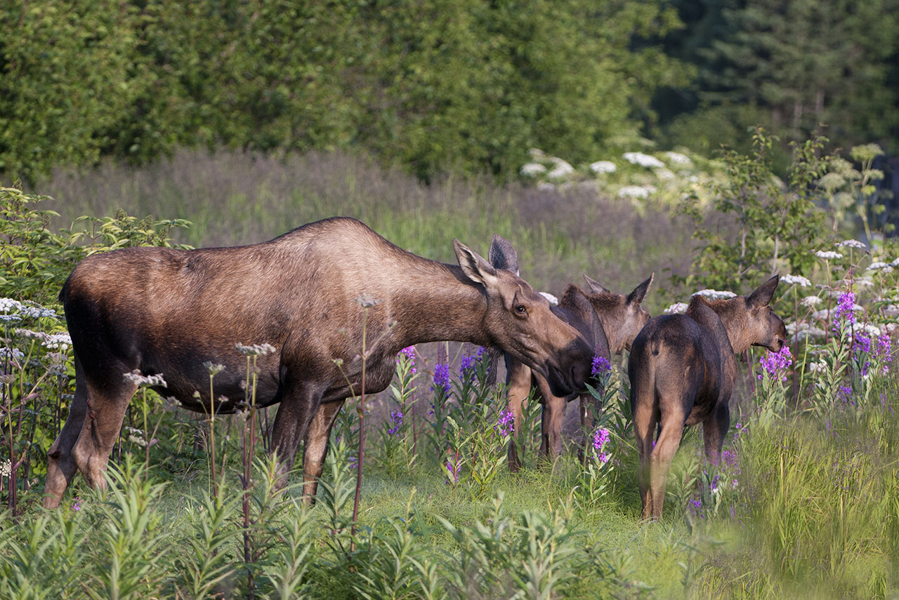 Moose in Alaska field.