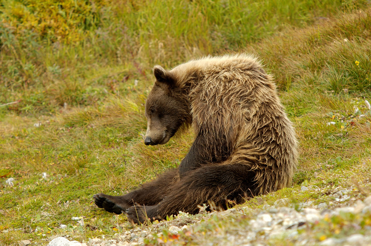 Bear sitting.