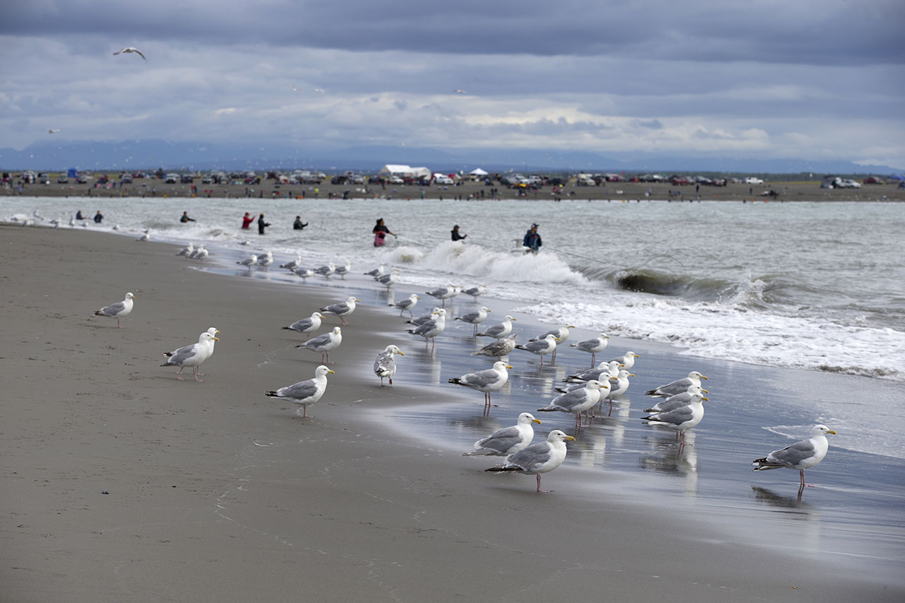 Gulls on Alaska beach.