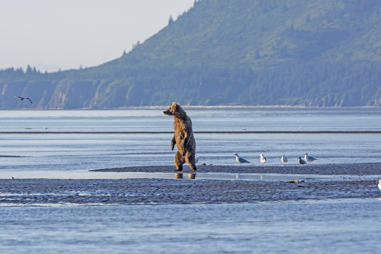 Bear standing on a beach.