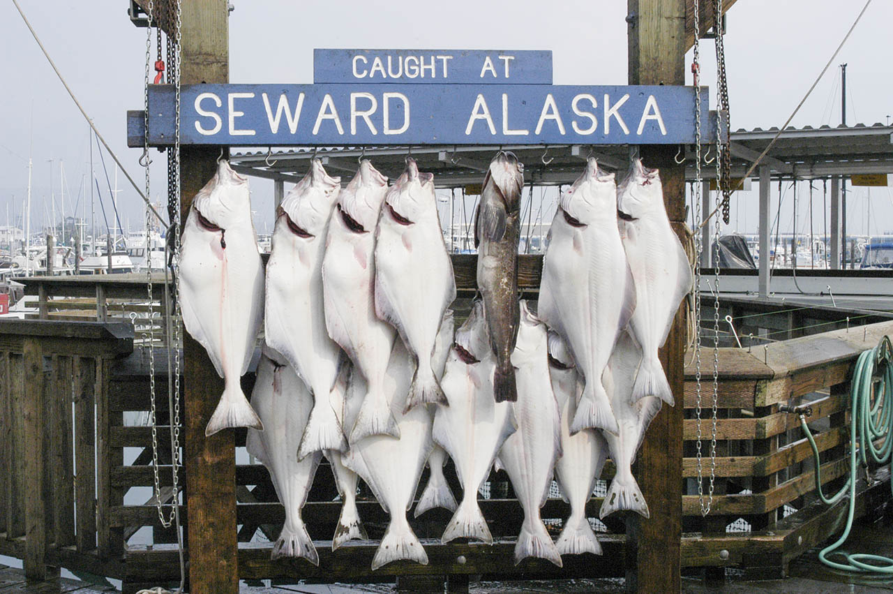 Halibut on display. Text: Caught at Seward Alaska.