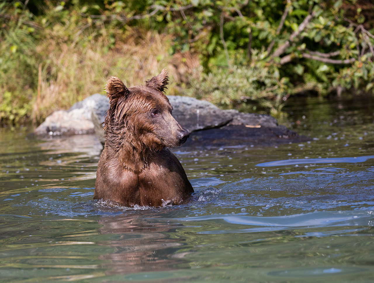 Bear sitting in the water.