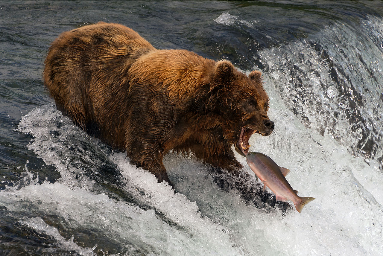 Bear catching a salmon.
