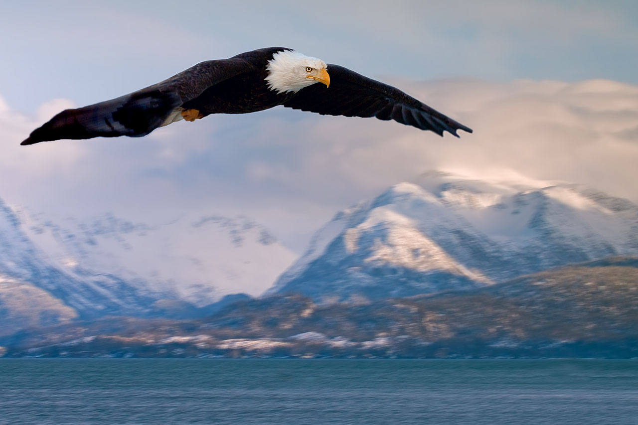 Eagle flying over the sea and mountains.