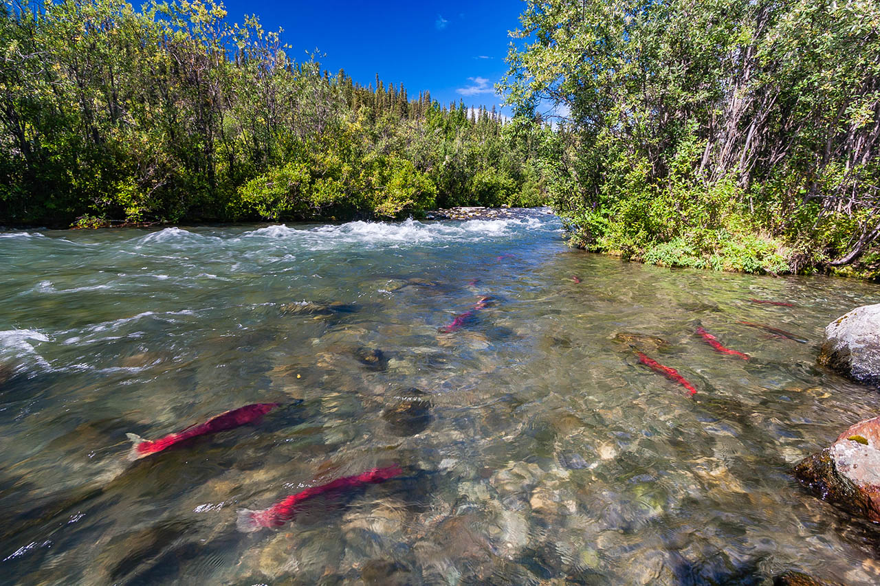 Salmon swimming up river.